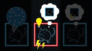 Illustration for article titled Memory implantation is now officially real